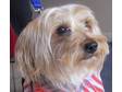 Adopt Marvin a Silky Terrier