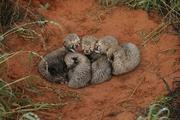 Gorgeous Cheetah cubs for sale
