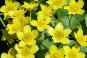 12 Marsh Marigolds - for the pond