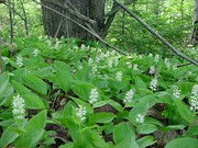 50 Wild Lily of the Valley Plants