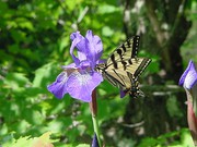 12 Blue Flag Iris Plants - for the pond or garden
