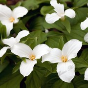 12 White Trillium Plants