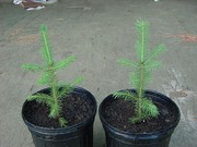 12 White Spruce Trees