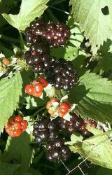 12 Wild Black Raspberry Plants