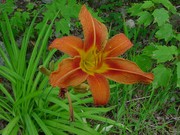 12 Orange Tiger Lilies - pond or garden