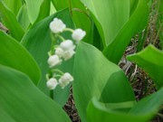 50 Lily of the Valley Plants - Domestic