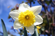 18 White and Yellow Daffodils