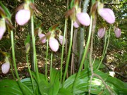 6 Pink Lady Slipper Orchids