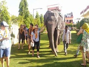 EleJungle- Elephant Ride Jaipur